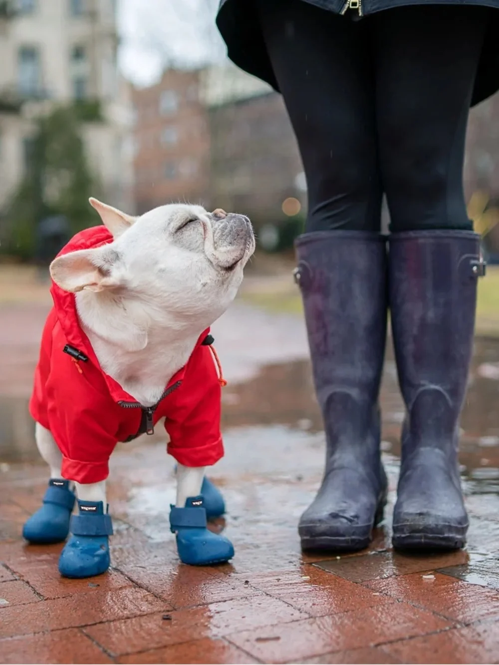 Wagwellies® Dog Boots by Wagwear — Black